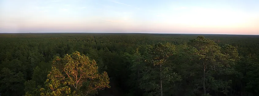 View of the trees at Wharton State Forest