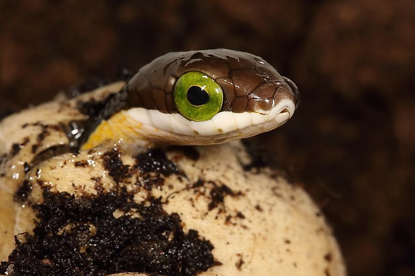 A Boomslang hatchling