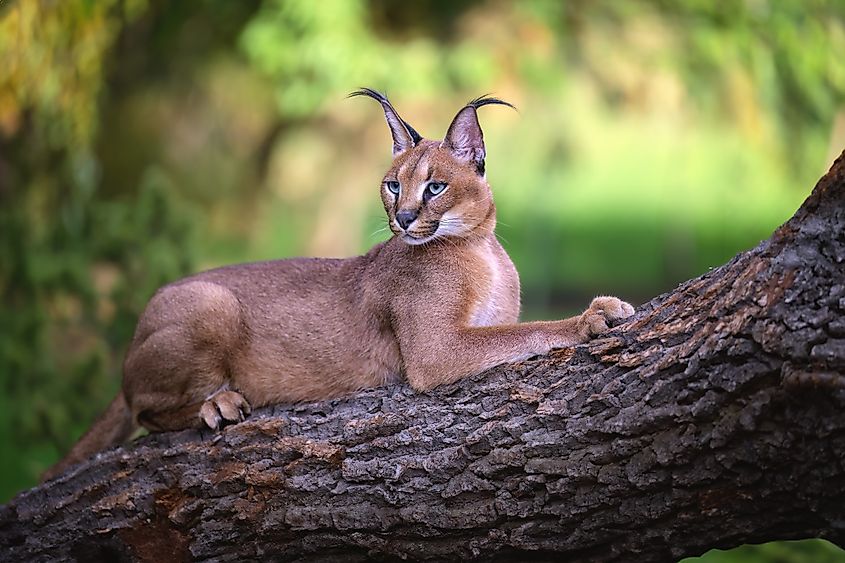 A caracal (Caracal caracal)