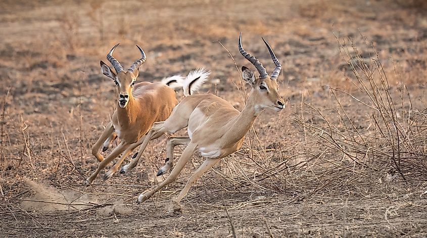 Male impalas chasing after one another