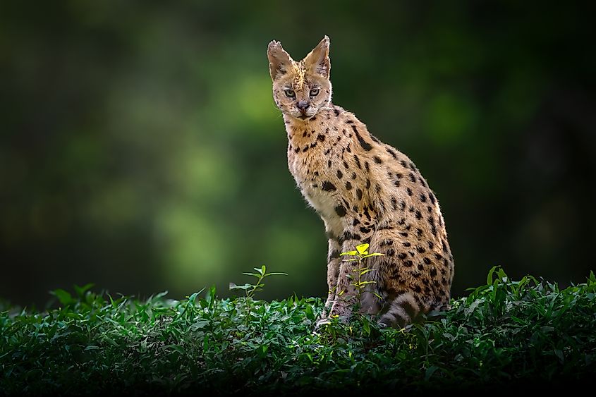 A serval (Leptailurus serval)