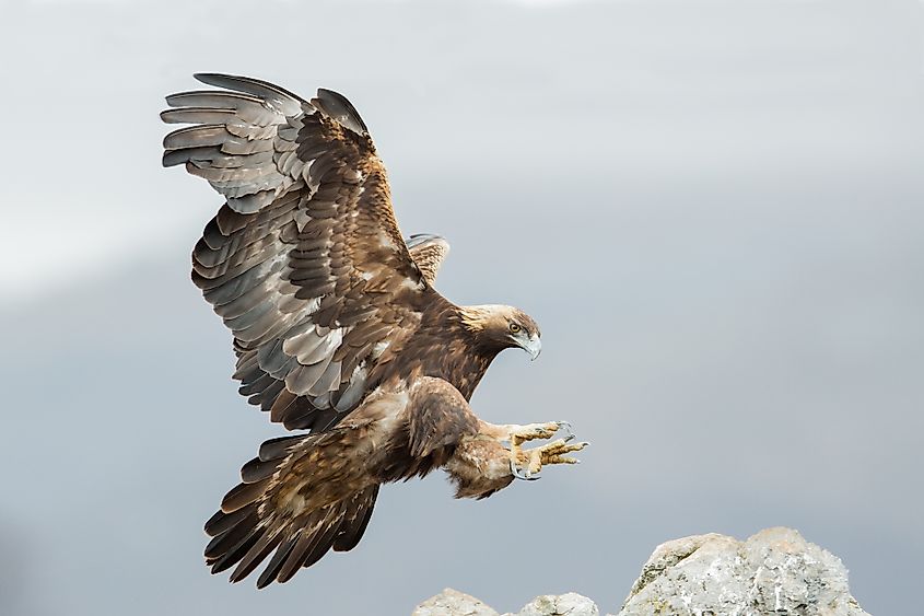 A golden eagle coming in to land in Bulgaria.