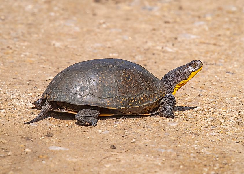 A Blanding's turtle (Emydoidea blandingii)
