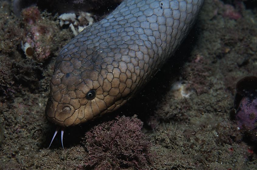 An olive sea snake (Aipysurus laevis)