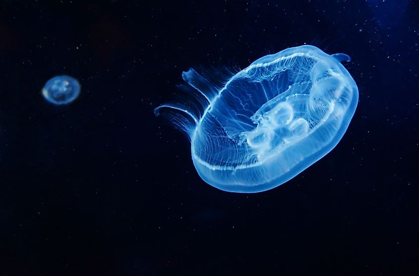 A group of moon jellyfish