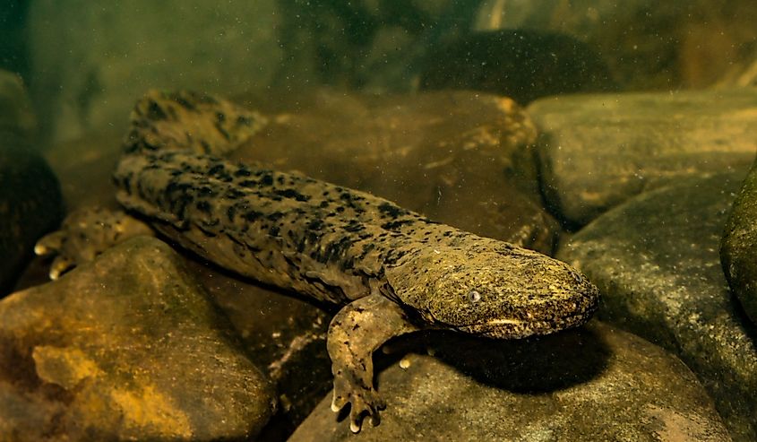 Eastern Hellbender in the water