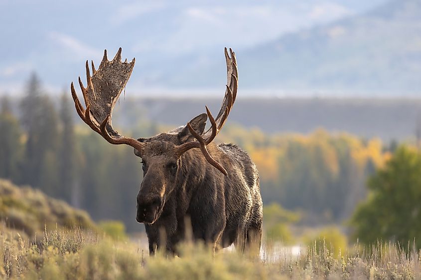 A moose (Alces alces)
