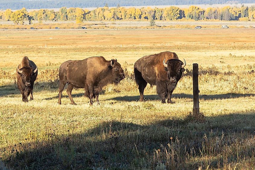 A herd of American bison