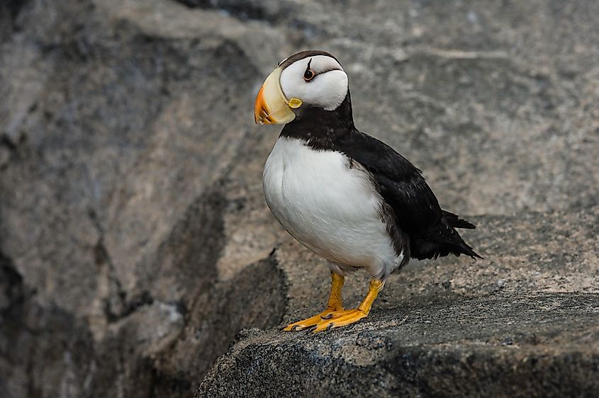 A horned puffin (Fratercula corniculata)