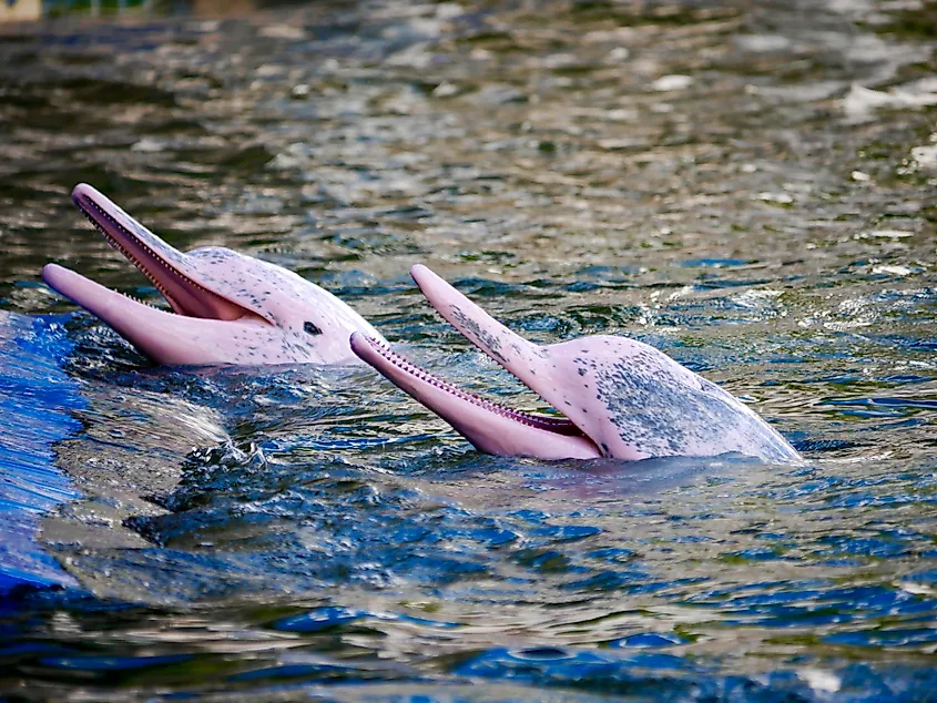 A pair of Amazon river dolphins