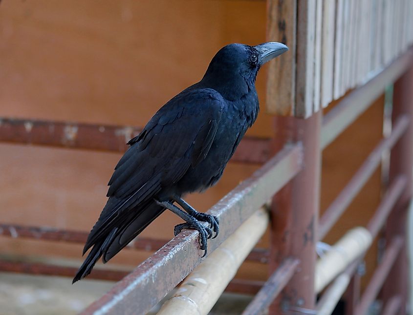 A crow perched on a branch.