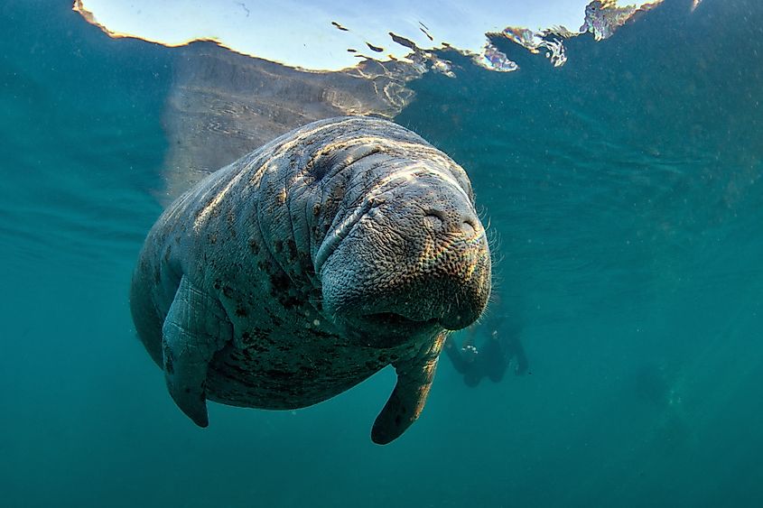 A West Indian manatee (Trichechus manatus)