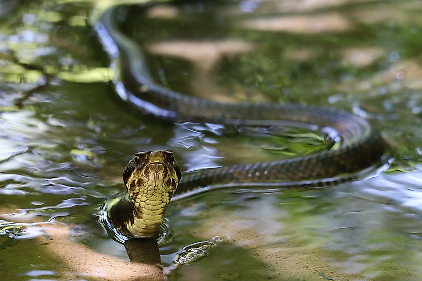 Water moccasin snake slithering through water.