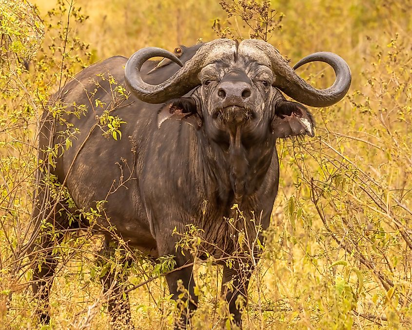 A Cape buffalo (Syncerus caffer caffer)