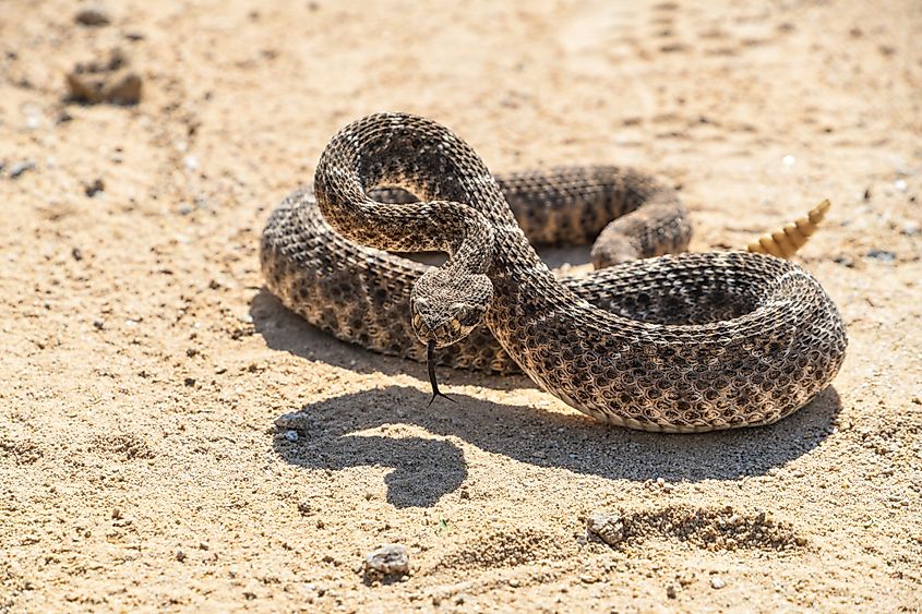 Western Diamondback Rattlesnake, crotalus atrox, Arizona, desert