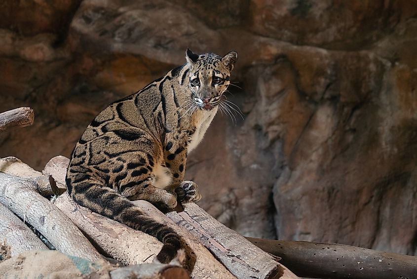 Clouded leopard close-up portrait in a zoo