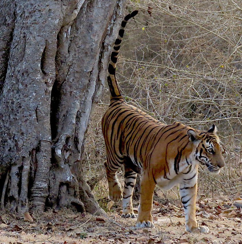A tigress spraying urine against a tree trunk to mark her territory