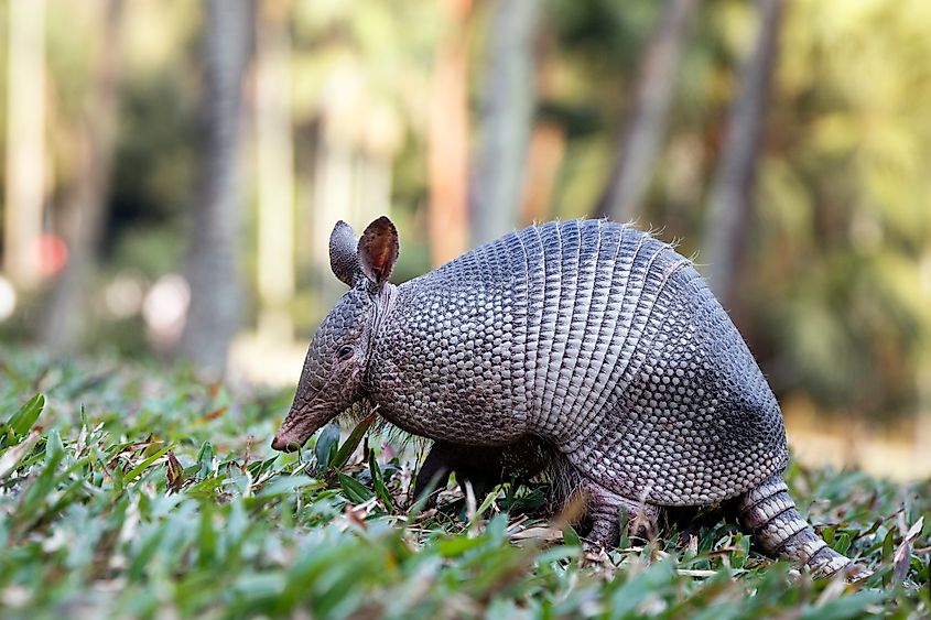 A nine-banded armadillo (Dasypus novemcinctus)