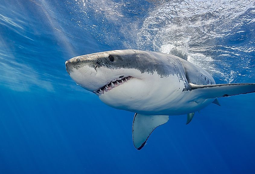A great white shark near the surface.