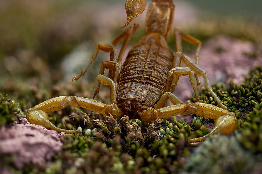 A striped bark scorpion (Centruroides vittatus)