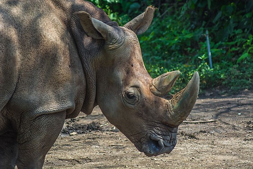 A Sumatran rhino (Dicerorhinus sumatrensis)