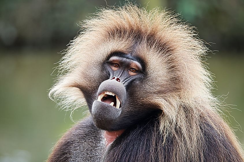 A gelada (Theropithecus gelada)