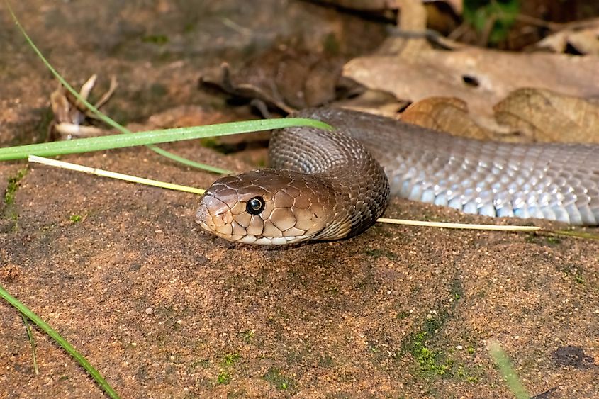 A Mozambique Spitting Cobra (Naja mossambica)