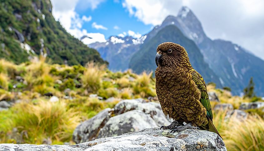 A kea (Nestor notabilis)