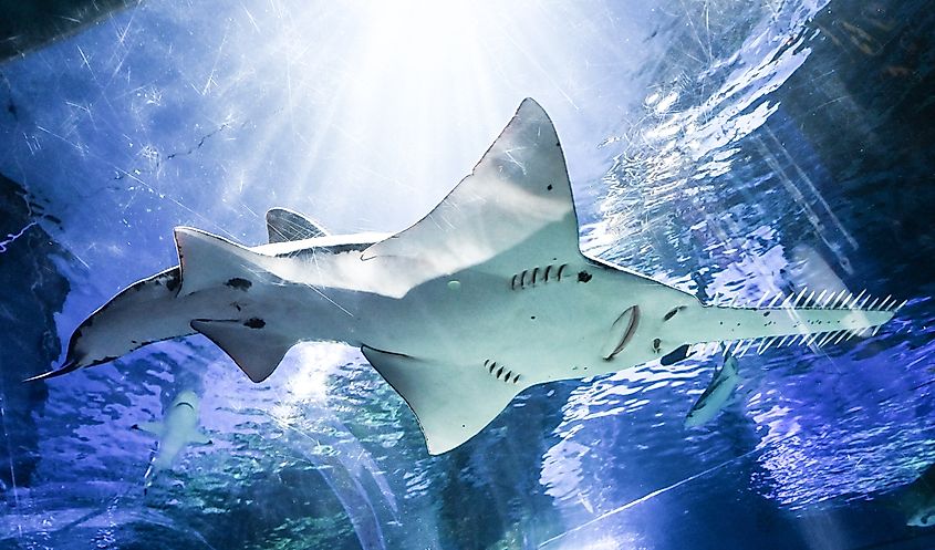 A sawfish