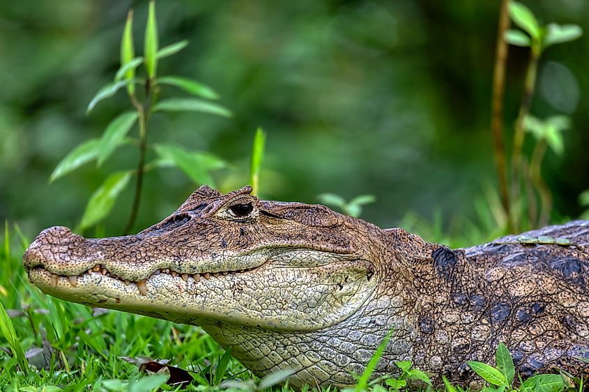A spectacled caiman (Caiman crocodilus)