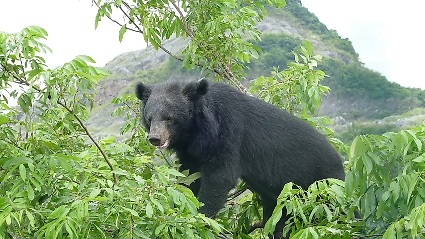 An Asian black bear (Ursus thibetanus)