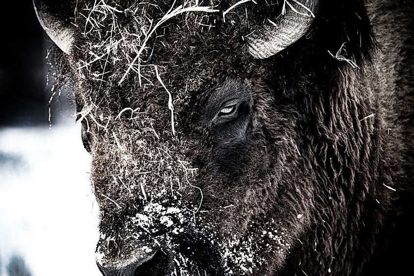 A close up photo of angry bison in winter