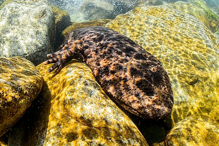 A Japanese giant salamander (Andrias japonicus)