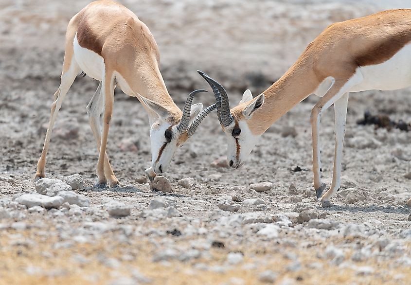 Two sparring springboks
