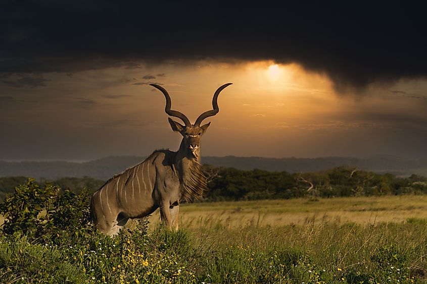 A wild South African kudu. Via Shutterstock / Andre Schwarz.