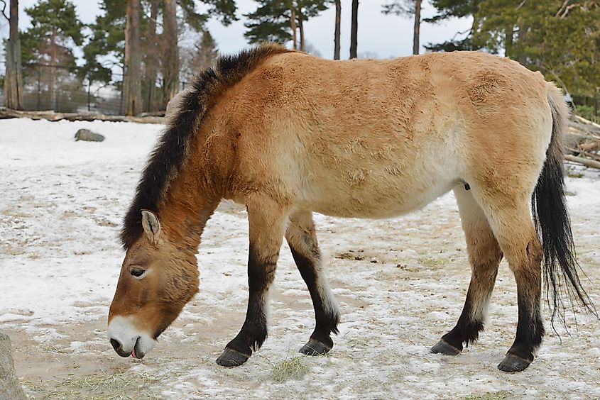 A Mongolian wild ass in early spring.