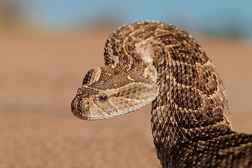 A puff adder (Bitis arietans)