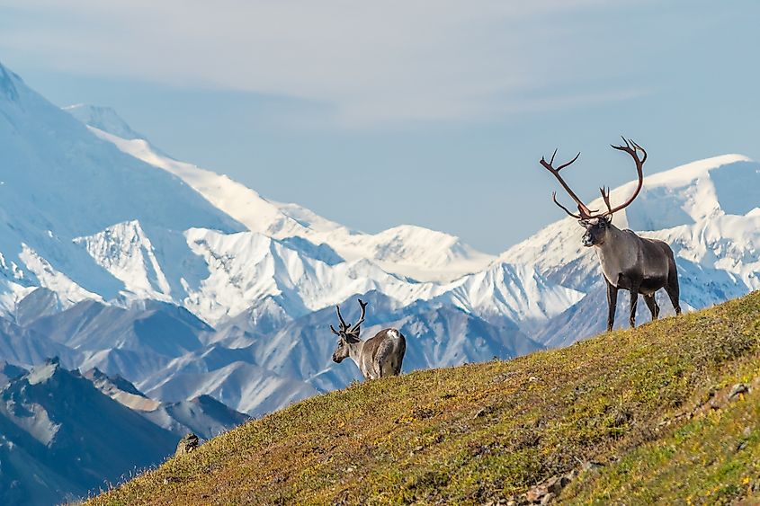 A caribou bull with a full rack of antlers in front of Mount Denali, Alaska.