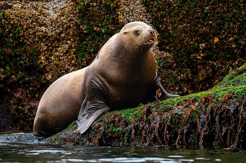 A Steller sea lion (Eumetopias jubatus)