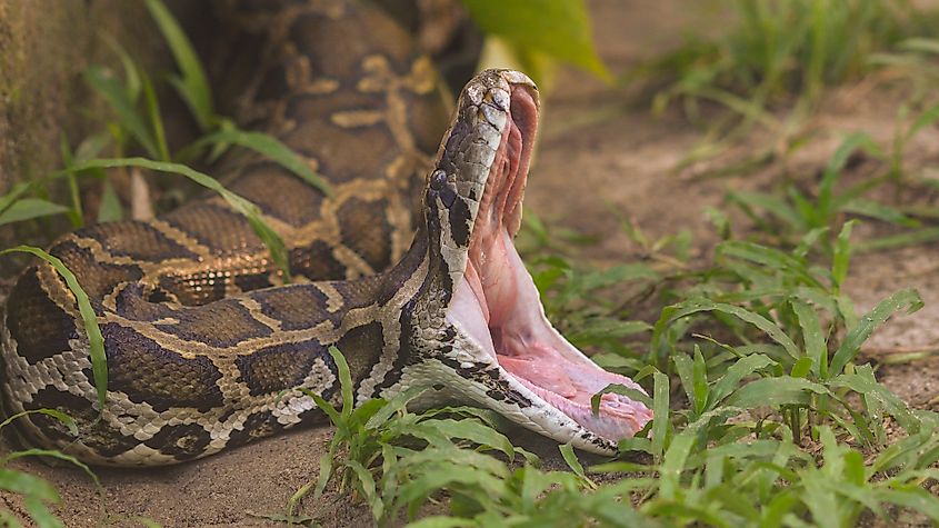 A Burmese python