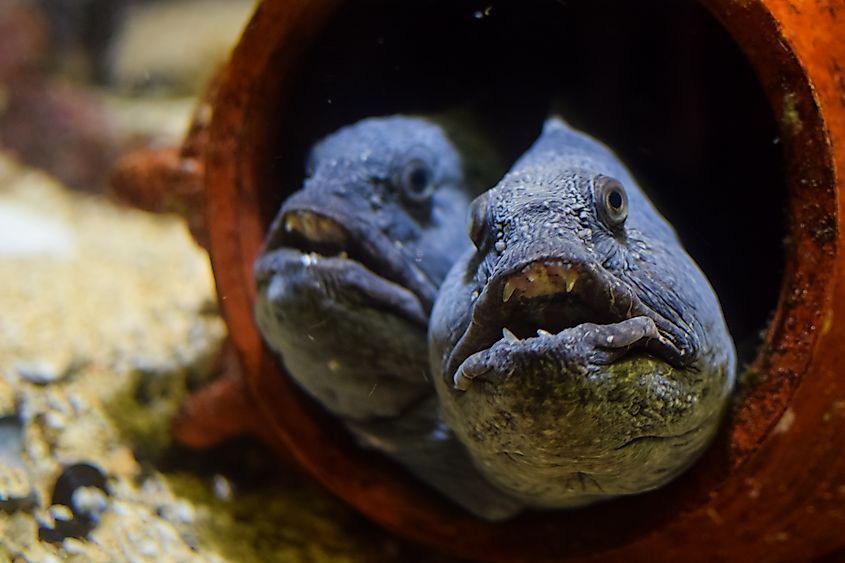 A pair of Atlantic wolffish