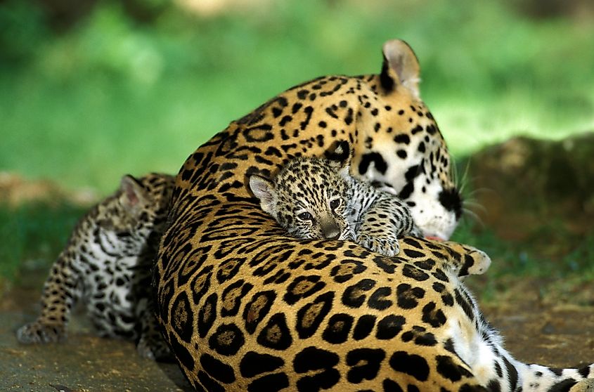 A jaguar mother with her cubs