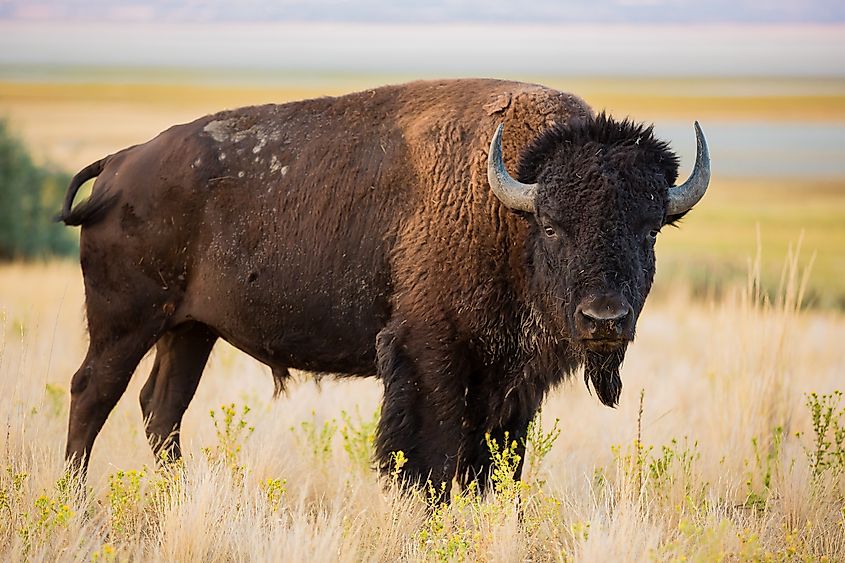 An American bison (bison bison)