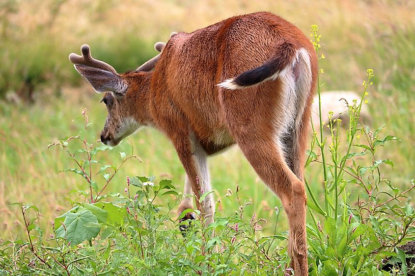A Sitka black-tailed deer (Odocoileus hemionus sitkensis)
