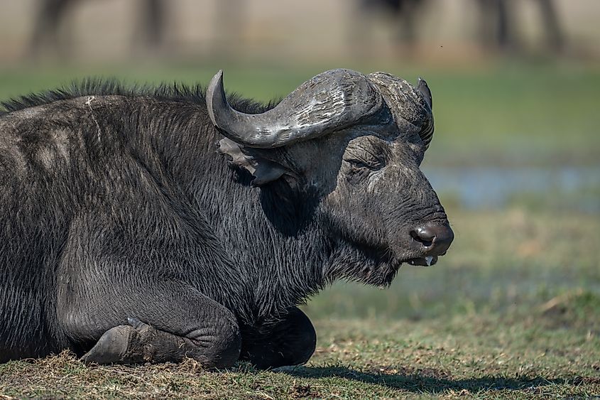A Cape buffalo (Syncerus caffer caffer)