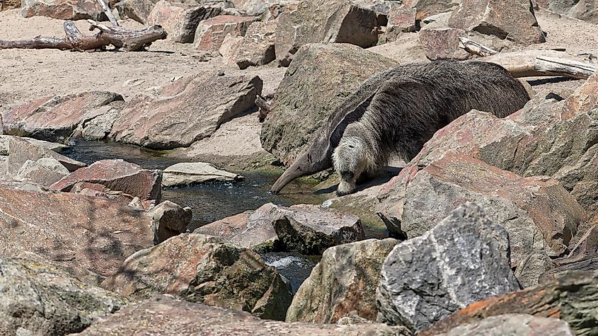 A giant anteater drinking from a stream