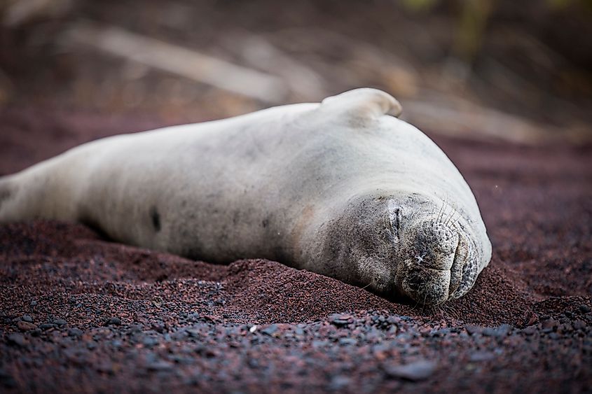 A Hawaiian monk seal (Neomonachus schauinslandi)
