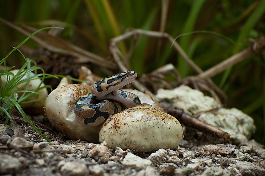 A ball python hatchling