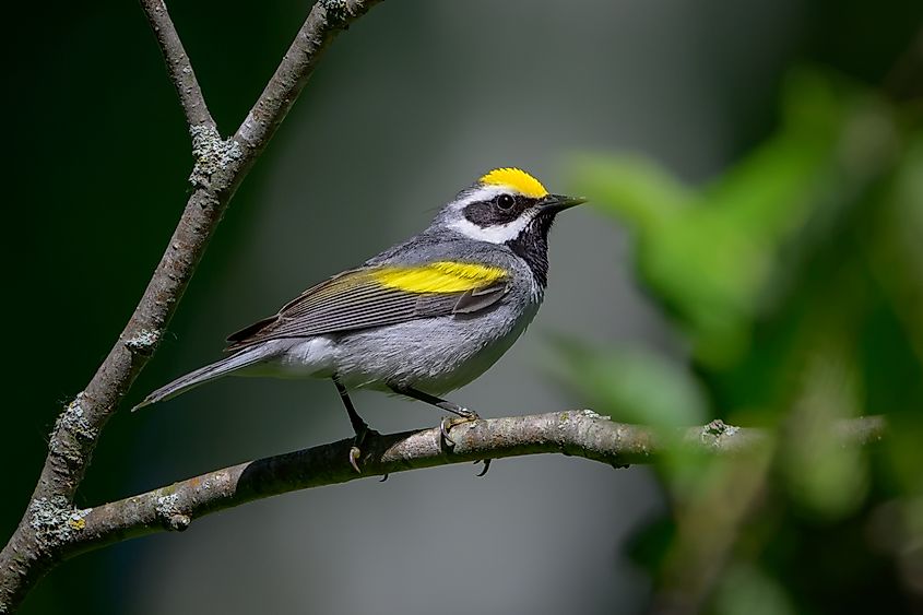 A golden-winged warbler (Vermivora chrysoptera)