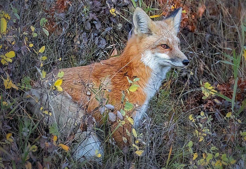 A Sierra Nevada red fox (Vulpes vulpes necator)